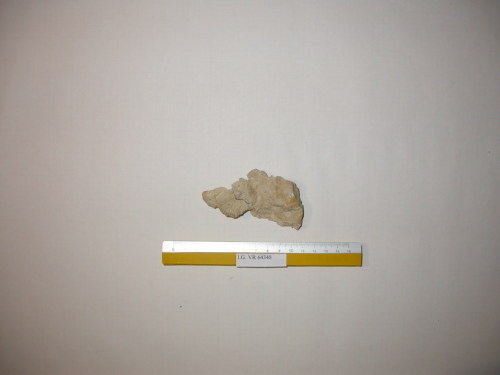 fossile (esemplare)