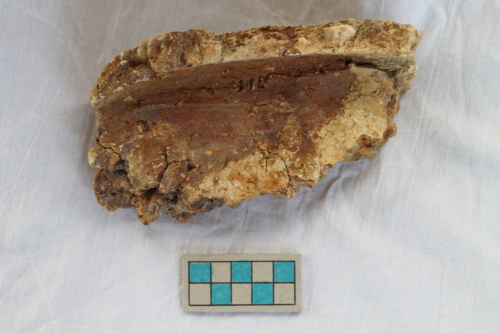 vaso-silos/ frammento - Età del Bronzo finale/ ambito culturale centro-settentrionale/produzione locale (seconda metà XII secolo a. C. - XI secolo a. C.)