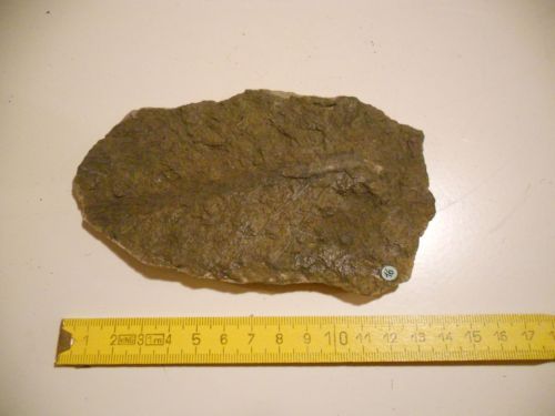 fossile (vegetali, esemplare)