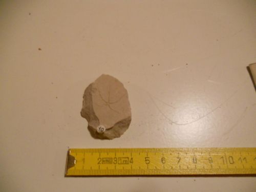 fossile (stella di mare, esemplare)