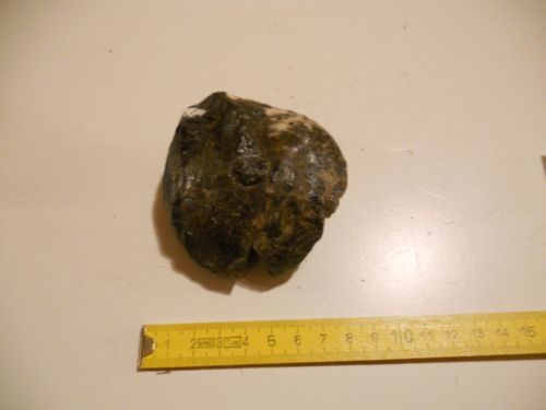 fossile (mollusco, esemplare)