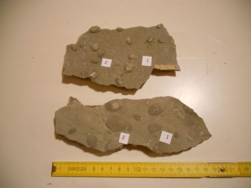 fossile (molluschi, esemplare)