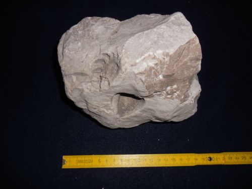 fossile (molluschi, esemplare)
