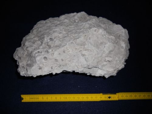 fossile (corallo, esemplare)