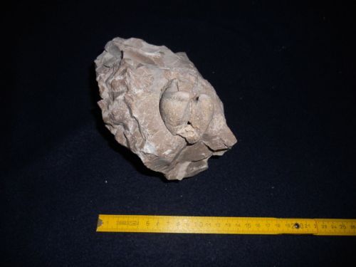 fossile (bivalvi, esemplare)