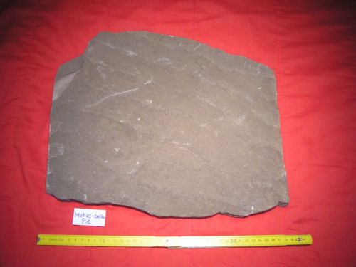 ichnofossile (pista di impronte, esemplare)