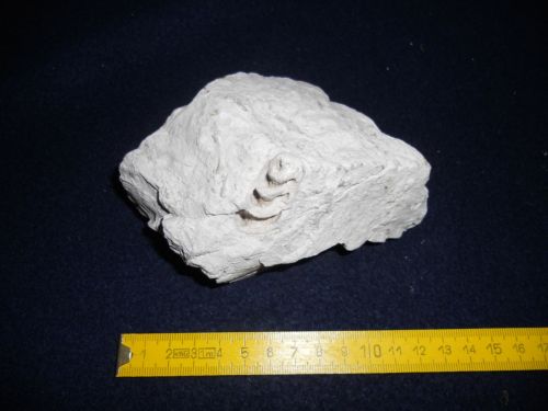 fossile (gasteropode, esemplare)