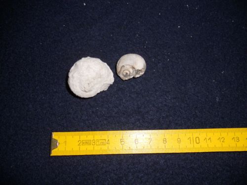 fossile (gasteropodi, esemplare)
