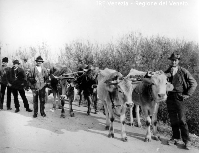 Società per la bonifica dei terreni ferraresi - Contadini con bestiame  di Filippi, Tomaso (fine/ inizio XIX/ XX)