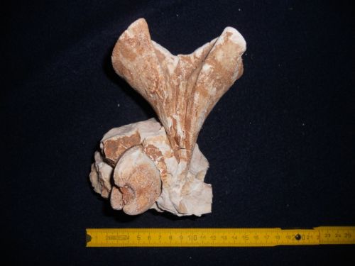 fossile (bivalve, esemplare)